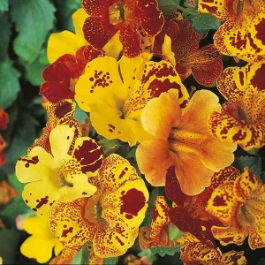 Seminte Mimulus Tigrinus (0,2 g, Opal), colecţie de culori